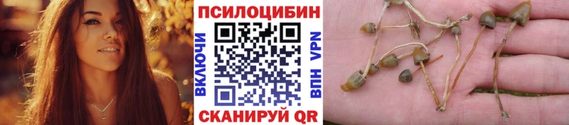 Галлюциногенные грибы Psilocybe  Горячеводский 